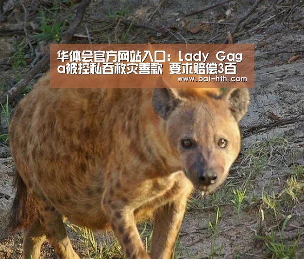华体会体育app下载
